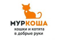 Приют для кошек Муркоша г.Москва: отзывы, рейтинг, контакты